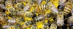养蜂人是怎样养蜂的？