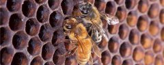 蜜蜂是用什么修筑蜂巢的？