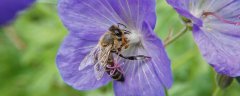 为什么要了解蜜蜂生物学？