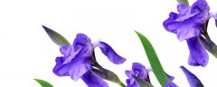 常见的紫色花有哪些