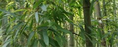 楠竹和毛竹有什么区别，楠竹种子什么时候种