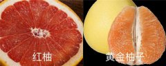 黄金柚子与红柚区别，红柚和黄柚的营养区别