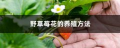 野草莓花的养殖方法