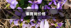 紫薇树价格，紫薇树图片