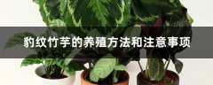 豹纹竹芋的养殖方法和注意事项