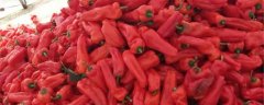 红椒的养殖方法和注意事项