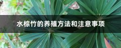 水棕竹的养殖方法和注意事项