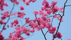 山樱和樱桃树的区别