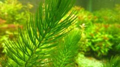 绿菊和金鱼藻和的区别