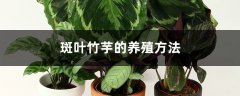 斑叶竹芋的养殖方法