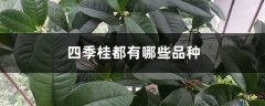 四季桂都有哪些品种