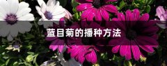蓝目菊的播种方法