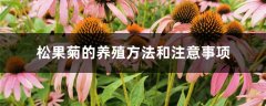 松果菊的养殖方法和注意事项
