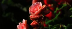 昆明四大名花是什么，中国的四大名花是什么