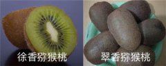 徐香猕猴桃和翠香猕猴桃的区别，哪个好吃