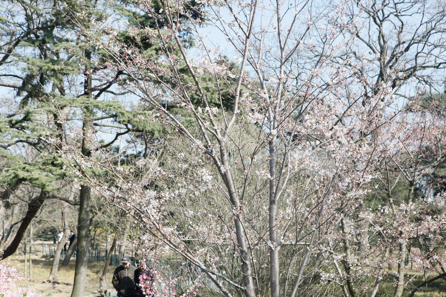 樱花 樱花