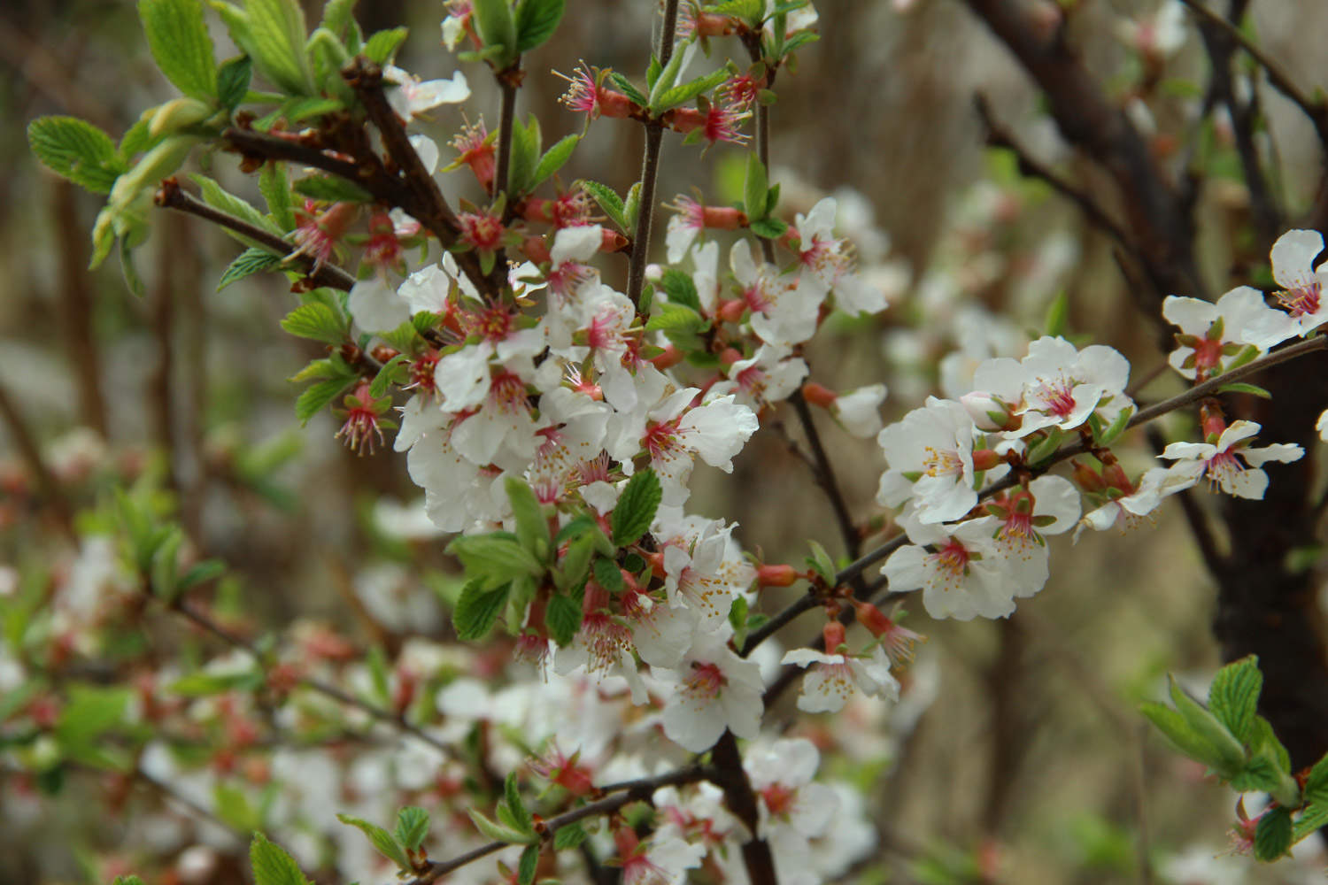 樱花 樱花