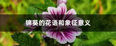 锦葵的花语和象征意义