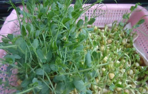 阳台豌豆苗种植方法