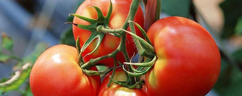 阳台西红柿的种植步骤