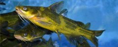 鱼类着色剂及其在黄颡鱼养殖上的应用潜力