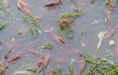 龙虾稻田养殖条件