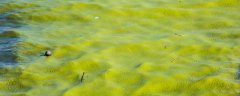 鱼塘绿藻治理最有效的方法