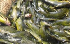 黄颡鱼常见的几种养殖模式