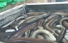 2018鳗鱼价格多少钱一斤及养殖前景