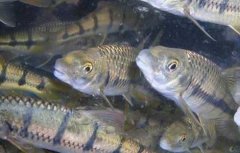 淡水石斑鱼苗价格及养殖方法