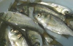 鲢鱼鱼苗价格及养殖方法
