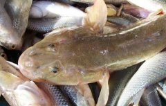 塘鳢鱼高产养殖技术