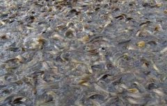 黄颡鱼夏花鱼种培育与食性驯化