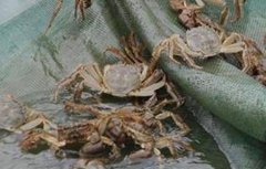 螃蟹的养殖风险