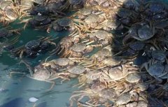 河蟹养殖模式