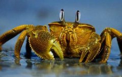 秋季河蟹死亡的原因