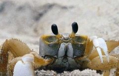 海蟹怎么保存最好？