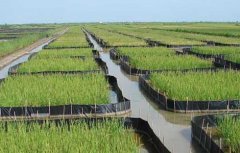 怎样利用稻田高效养殖螃蟹？