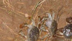 河蟹的食性特点简介 河蟹的生命周期有多长？