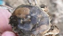 蟹甲壳溃疡怎么办？如何治疗河蟹甲壳溃疡病