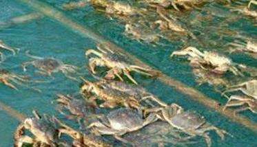 河蟹养殖技术要点与日常管理的主要内容
