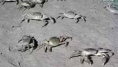 河蟹是怎么交配的 河蟹繁殖期是什么时候
