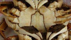 螃蟹公母怎么分 螃蟹公母的辨别方法