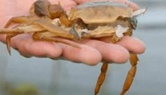 影响河蟹蜕壳因素有哪些 河蟹蜕壳所需要的条件