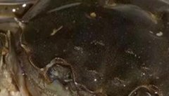 河蟹腐壳病的症状及治疗，河蟹腐壳病怎么治?