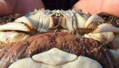 抱卵蟹怎么养，抱卵蟹的培育应注意哪些问题？