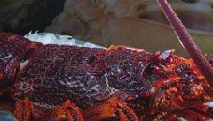 澳洲大龙虾养殖技术