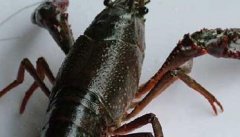 小龙虾与非肉食性鱼类混养技术