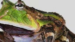 霸王角蛙寿命有多长 霸王角蛙吃什么食物