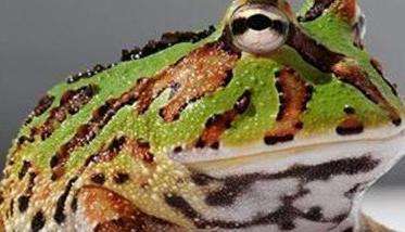 角蛙的饲养温度